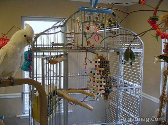 مجموعه ای لاکچری و لوکس از ایده ها برای دیزاین قفس پرنده