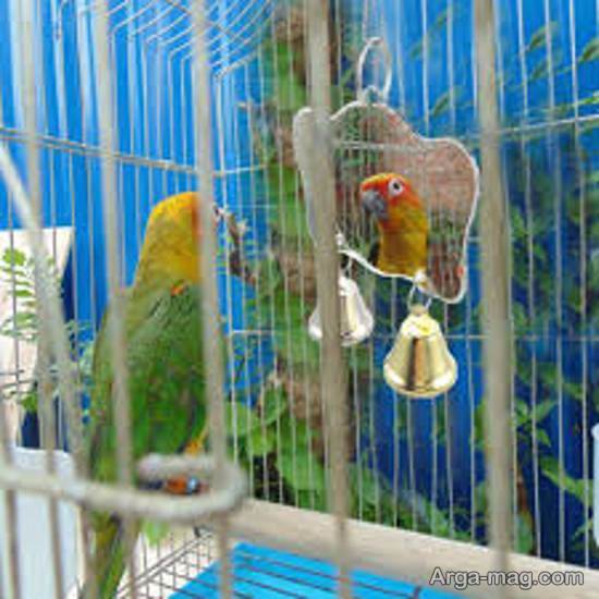 گالری زیبا ومتنوعی از تزیینات قفس پرنده