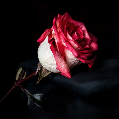 عکس گل رز زیبا و خاص