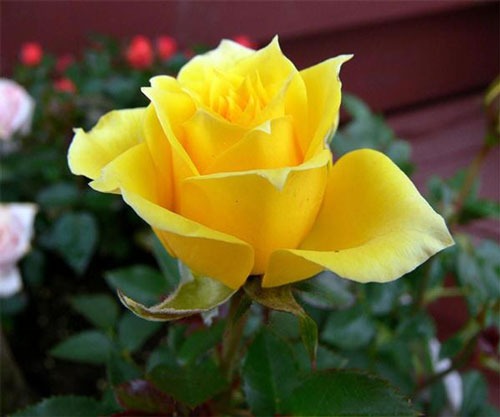 عکس گل زیبا و خاص برای پروفایل