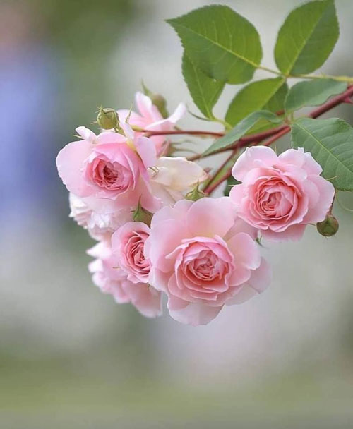 عکس پروفایل گل برای اینستاگرام