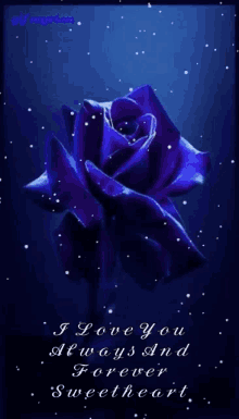 گیف گل رز آبی