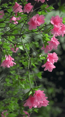 گیف گل طبیعی