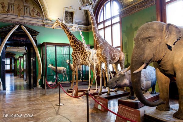(Vienna Natural History Museum) : موزه ی تاریخی طبیعی وین