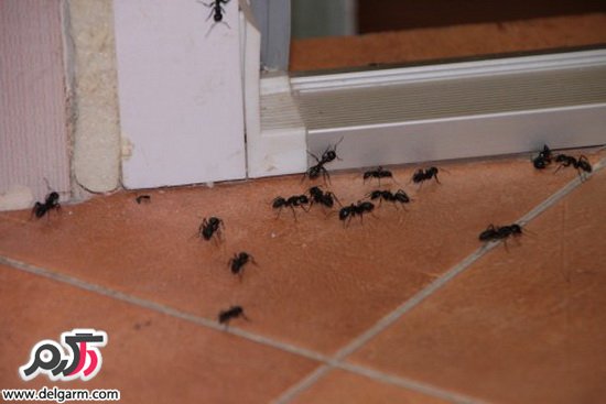 از بین بردن مورچه