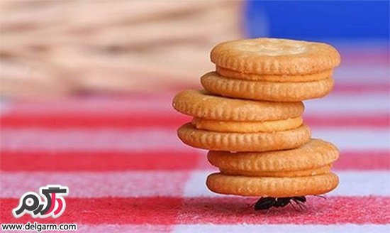 از بین بردن مورچه