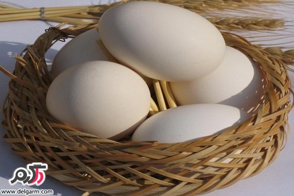 راه های شناسایی تخم مرغ فاسد