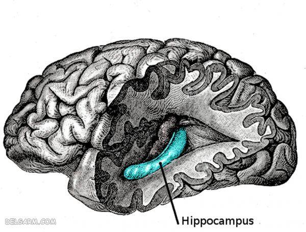 هیپوکامپ مغز