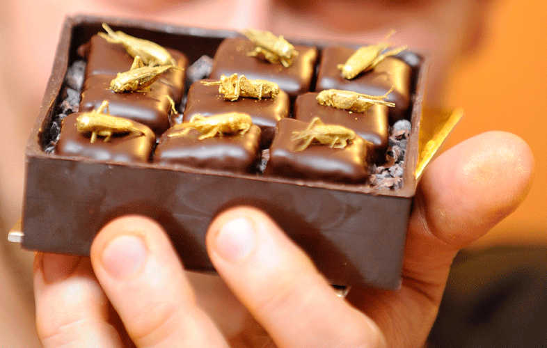 شکلات با طعم حشرات