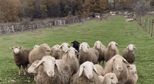 گیف گوسفند