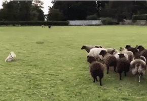 گیف گوسفند