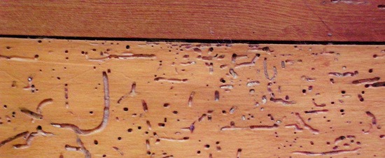 روش های از بین بردن حشرات موذی در خانه