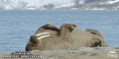گیف گراز دریایی