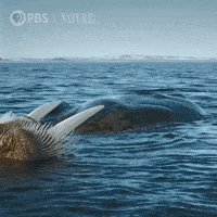 گیف گراز دریایی