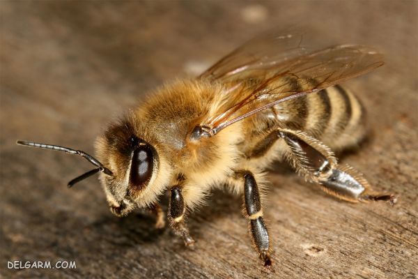 تفاوت عسل وحشی با عسل طبیعی