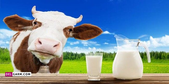 تفاوت شیر شتر با شیر گاو