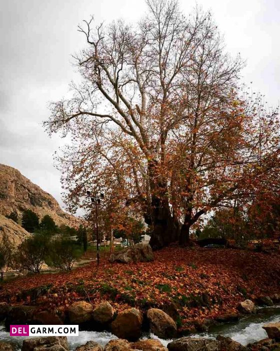 درخت رحمت از آثار طبیعی کرمانشاه