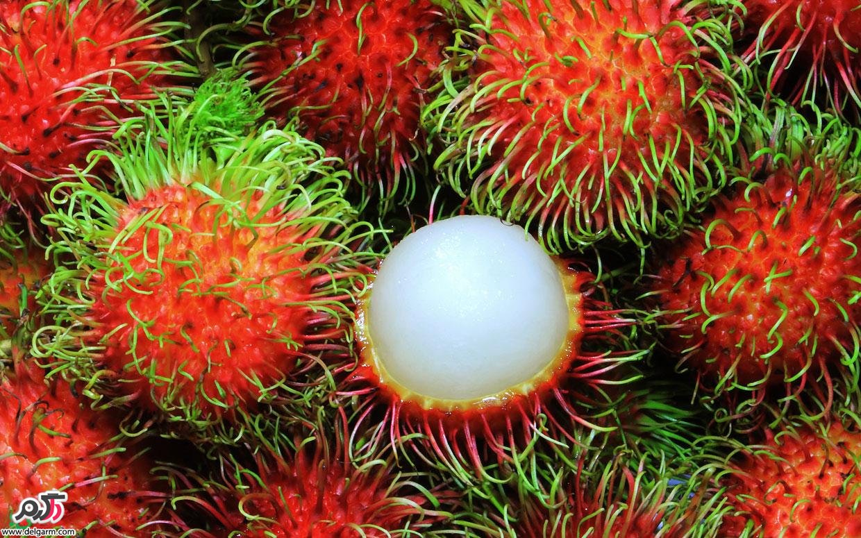 فواید میوه رامبوتان