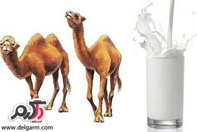 شیر یا دوغ شتر