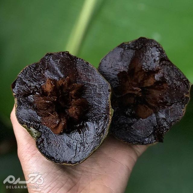 گیاه ساپوت سیاه (black sapote)