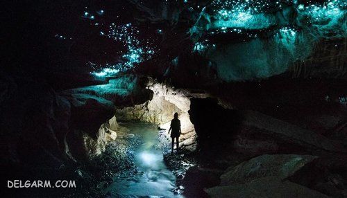 غار کرم‌های شب‌تاب 