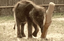 گیف فیل