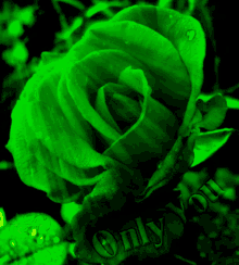 گیف گل سبز