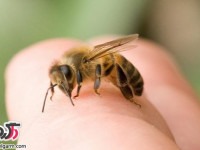 درمان گزیدگی نیش زنبور در منزل