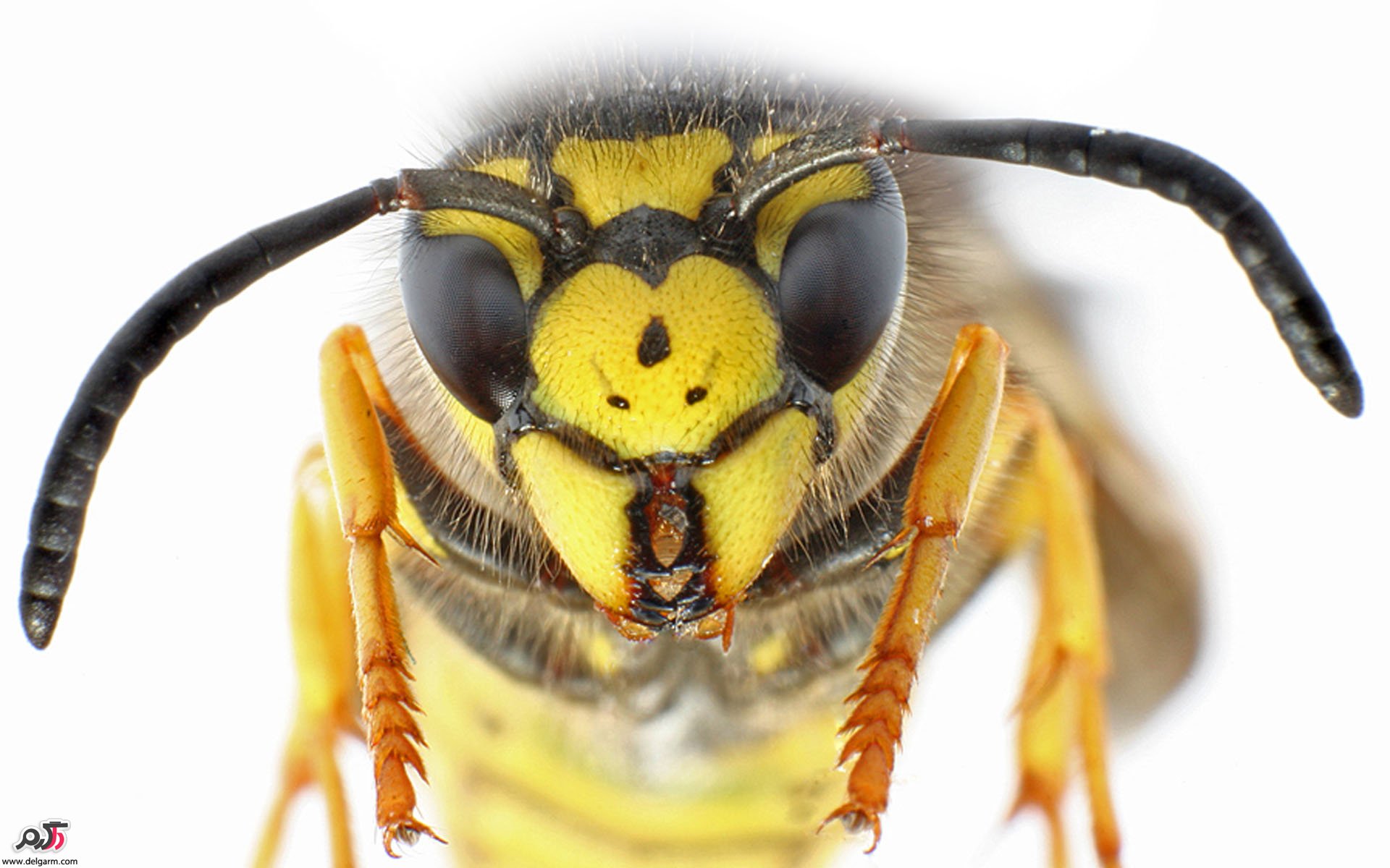  درمان خانگی نیش زنبور (درمان نیش زنبور با داروهای گیاهی)
