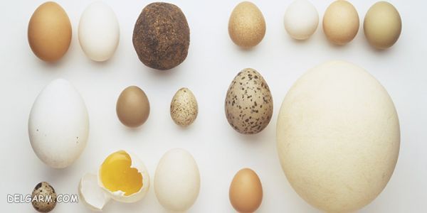 بهترین روش طبخ تخم مرغ