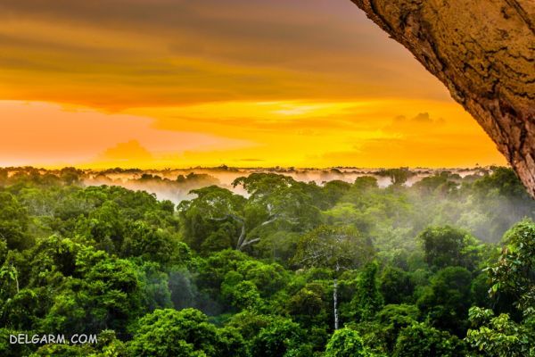 جنگل بارانی آمازون در آمریکای جنوبی، به طور عمده در برزیل، پرو و کلمبیا