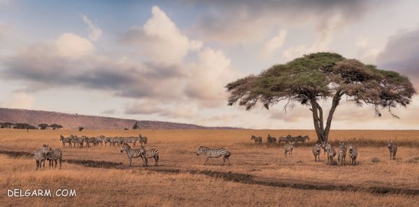 مهاجرت عظیم آفریقا، پارک حفاظت شده تانزانیا، تا پناهگاه ملی ماسای مارا کنیا