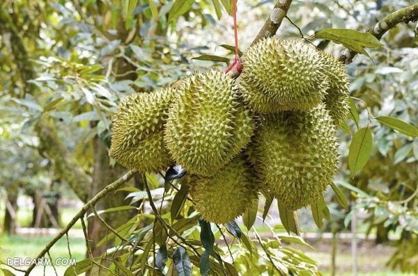 میوه دوریان (durian) سوغاتی تایلند