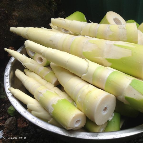 طرز تهیه ۲ خوراک خوشمزه با شاخه های مفید بامبو + خواص