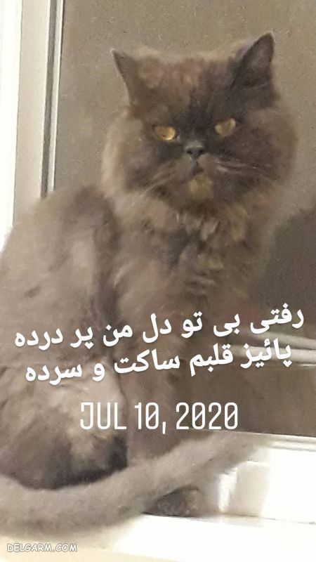 گربه شهرزاد عبدالمجید 