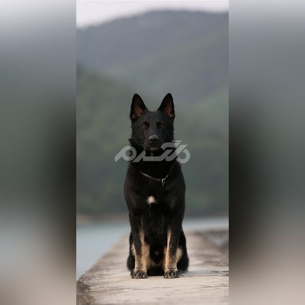 عکس سگ ژرمن 1401 | عکس سگ ژرمن شولاین | عکس سگ ژرمن وحشی | عکس سگ ژرمن ورک
