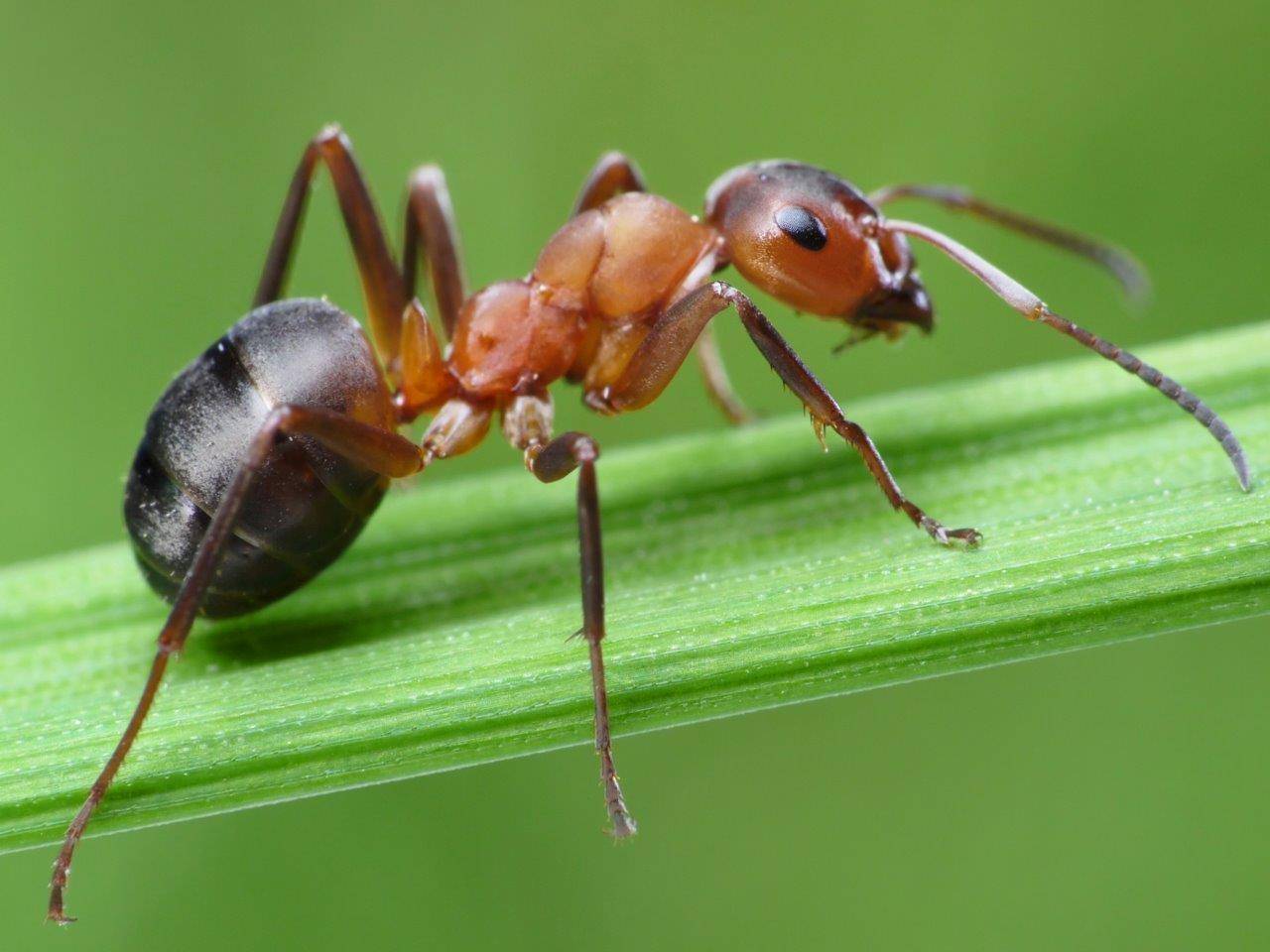 روغن مورچه برای نوزاد | روغن مورچه اصل | روغن مورچه روجا | روغن مورچه طلا | روغن مورچه برای چی خوبه | روغن مورچه برای چیست | روغن مورچه چیست