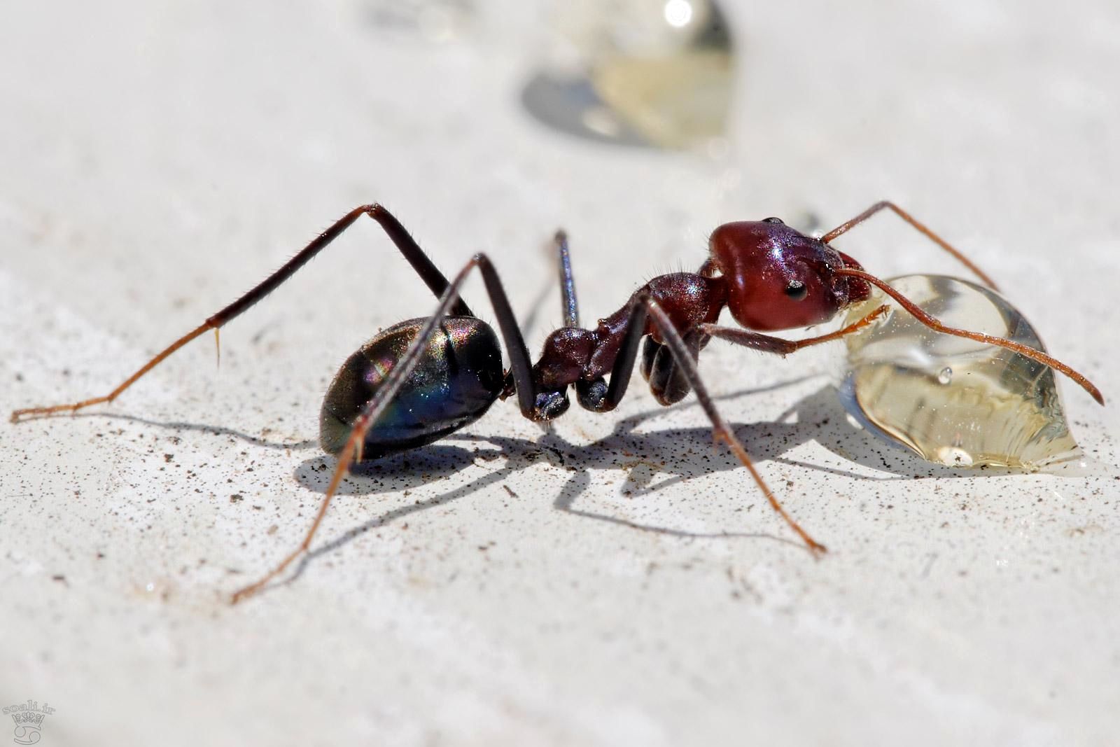 روغن مورچه برای نوزاد | روغن مورچه اصل | روغن مورچه روجا | روغن مورچه طلا | روغن مورچه برای چی خوبه | روغن مورچه برای چیست | روغن مورچه چیست