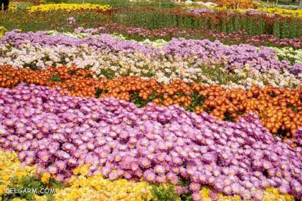 باغ گیاه شناسی ، کلکسیونی از نادرترین گیاهان دنیا در مشهد