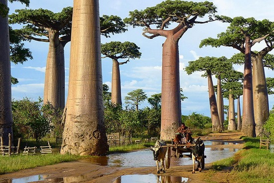 معروف ترین درخت های سراسر جهان