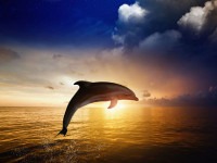 طرز تفکر دلفینی چیست؟!