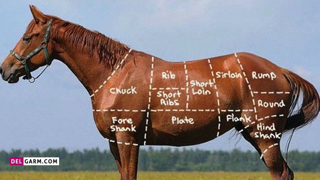 گوشت اسب