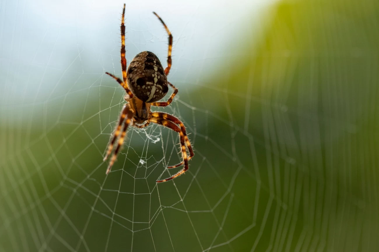 روش‌های از بین بردن تار عنکبوت