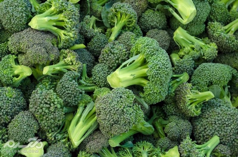 Broccoli ضد اشتها