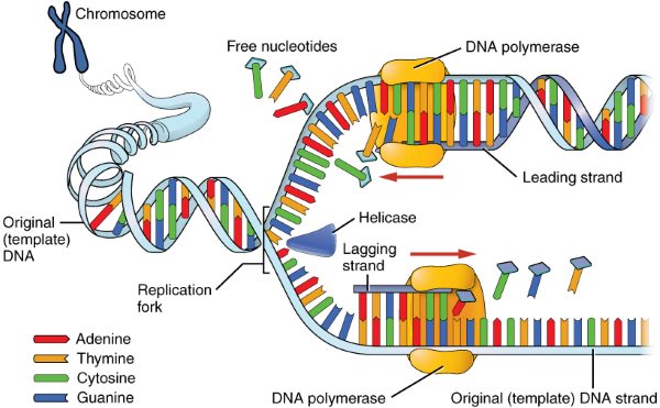 همانند سازی DNA