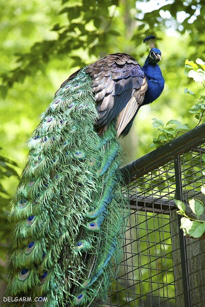 دانلود عکس طاووس
