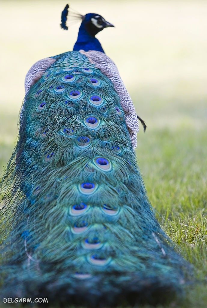 عکس طاووس ماده