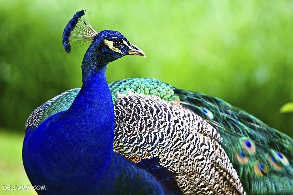 عکس طاووس نر