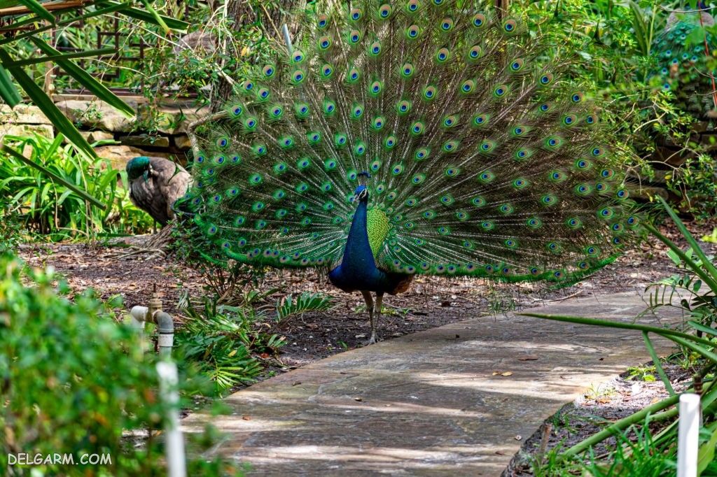 عکس طاووس نر