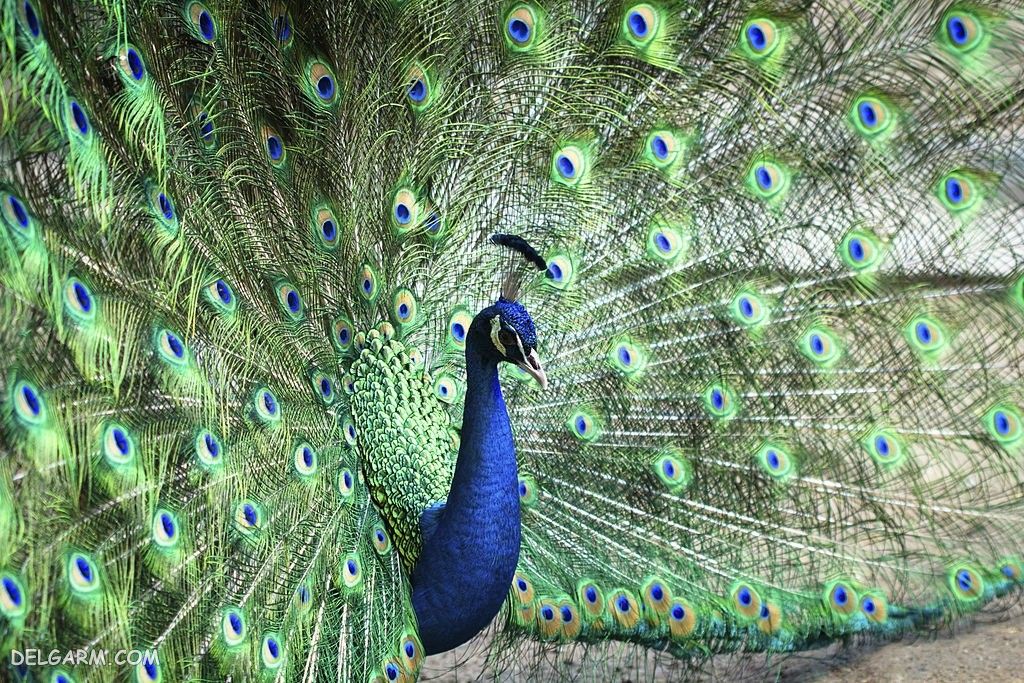 عکس طاووس نر و ماده